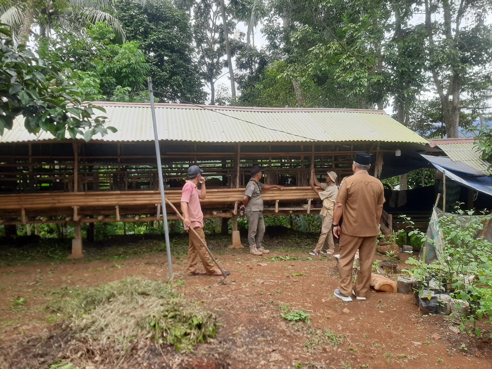Pemdes Cikarang Optimis Budidaya Ternak Kambing Mampu Dongkrak Ekonomi Warga, Melalui Ketapang