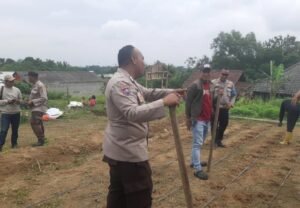 Penguatan Peran Petani Desa, Polsek Rangkasbitung dan Pemdes Sukamanah Garap Jagung Hibrida Kuartal I di Dua Lokasi