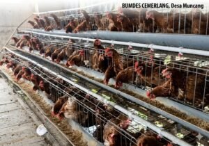 BUMDes Cemerlang Desa Muncang Kembangkan Peternakan Terpadu, Produksi Telur Tembus 15 Kg per Hari
