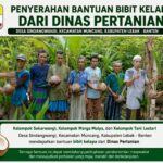 Kelompok tani di Desa Sindangwangi menunjukkan bantuan bibit kelapa yang diterima dari Dinas Pertanian.