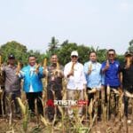 Wagub Banten Achmad Dimyati mengapresiasi Panen Raya Jagung KNPI Lebak yang memperkuat ketahanan pangan dan mendukung kegiatan sosial.Sumber: Pemprov Banten