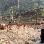Jembatan gantung ambruk di Desa Sangkanwangi, Kecamatan Leuwidamar, Kabupaten Lebak, memutus akses utama empat kampung dan mengganggu aktivitas warga. (Istimewa).