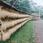 Padi yang masih utuh di tangkainya dijemur di Desa Jagaraksa, Kecamatan Muncang, Kabupaten Lebak, sebagai bagian dari tradisi ketahanan pangan jangka panjang.