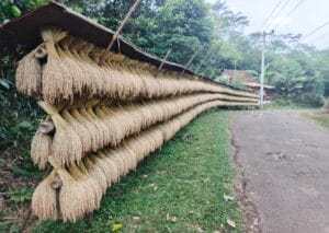 Padi yang masih utuh di tangkainya dijemur di Desa Jagaraksa, Kecamatan Muncang, Kabupaten Lebak, sebagai bagian dari tradisi ketahanan pangan jangka panjang.
