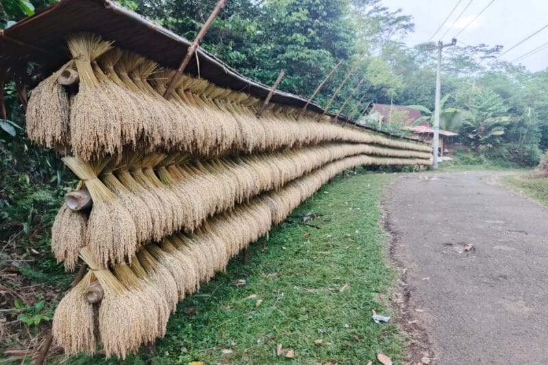 Tradisi Lumbung Padi di Desa Jagaraksa Bertahan, Warisan Leluhur yang Perkuat Ketahanan Pangan Tradisinal